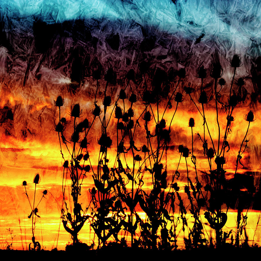 Teasel Silhouette at Sunset. #1 Photograph by John Paul Cullen