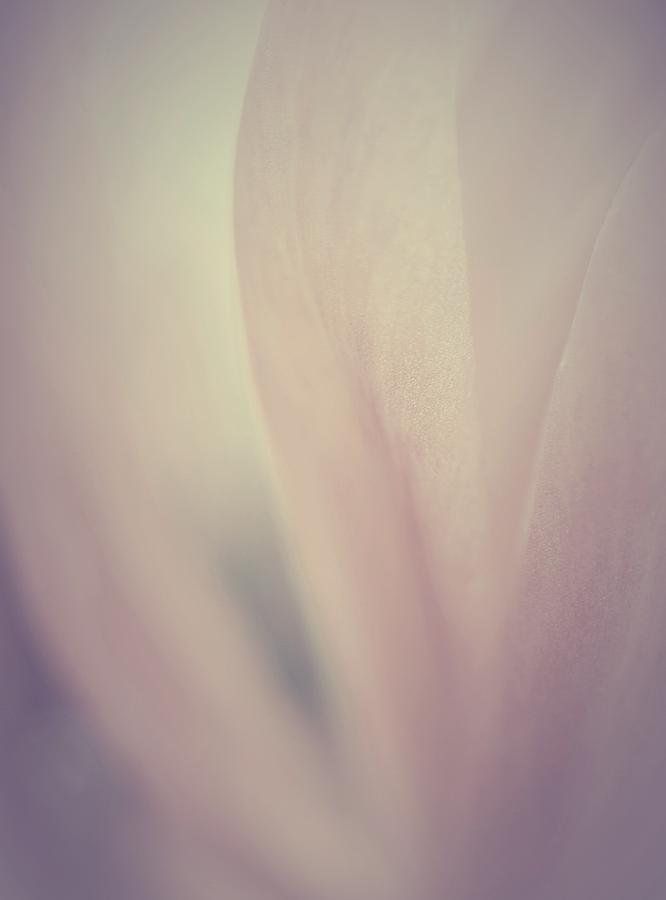 Tender Tulip #1 Photograph by The Art Of Marilyn Ridoutt-Greene