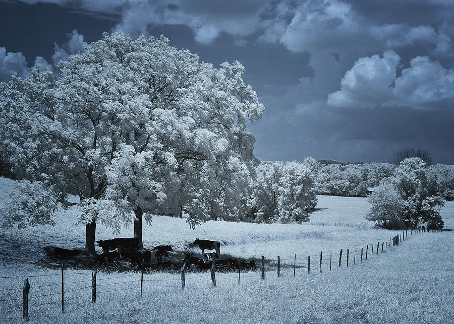 Tennessee Farmland Photograph