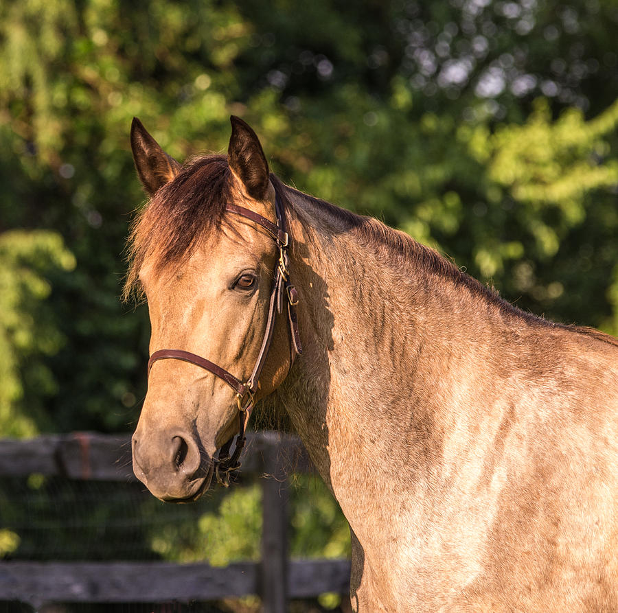 Tennessee Walking Horse Head Study Photograph by Judith Picciotto ...