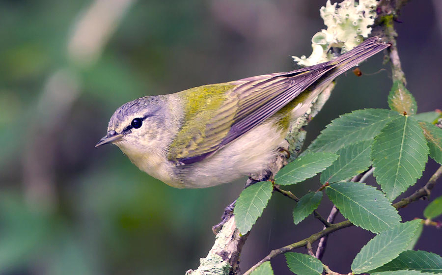 Tennessee Warbler Photograph by Jim E Johnson