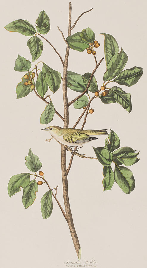 John James Audubon Painting - Tennessee Warbler by John James Audubon