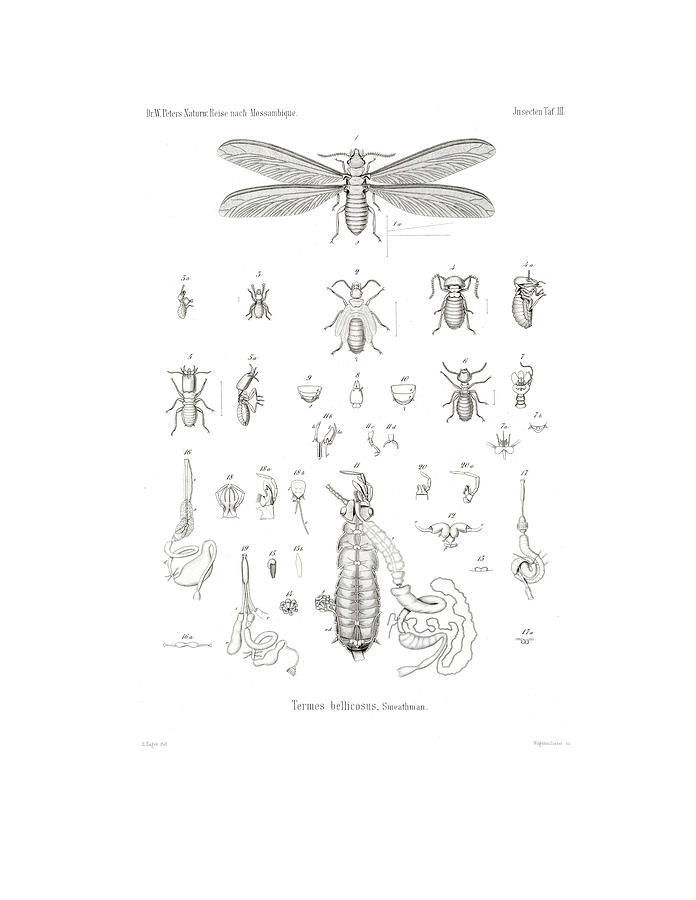 Termites, Macrotermes bellicosus #1 Drawing by H Hagen