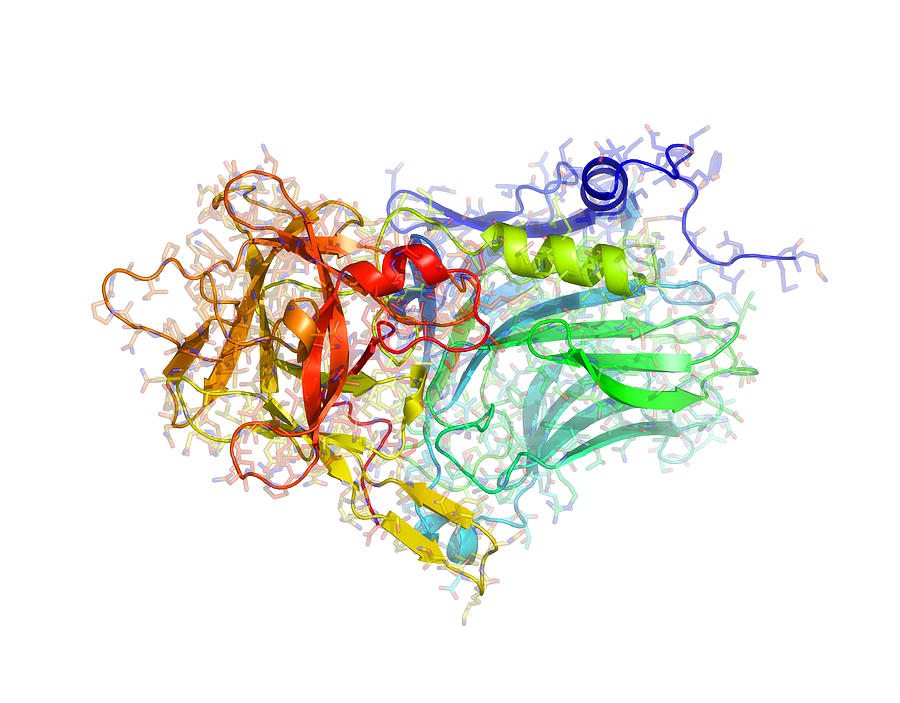 Neurotoxin Photograph - Tetanus Toxin C-fragment Structure #1 by Laguna Design
