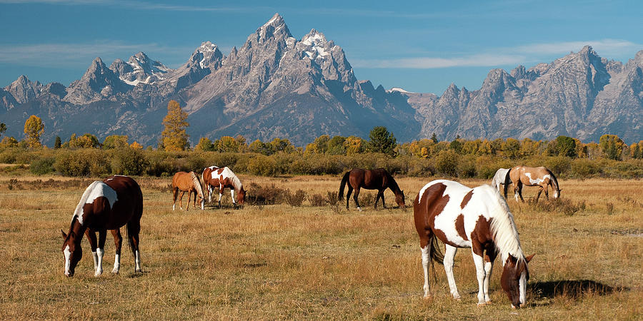 Teton Horses #1 Photograph by Steve Stuller