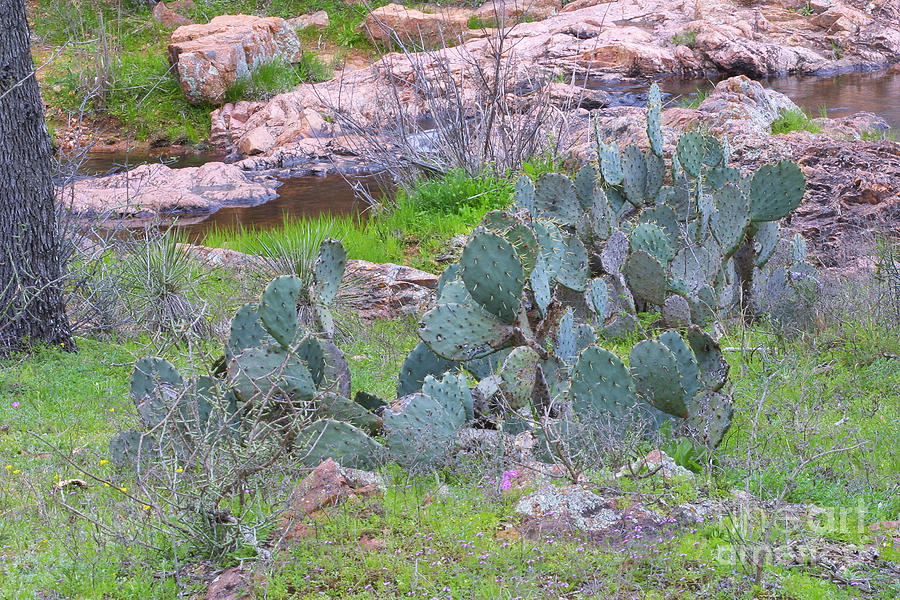 Nature Photograph - Texas Beaver Tail Cactus #1 by Linda Phelps