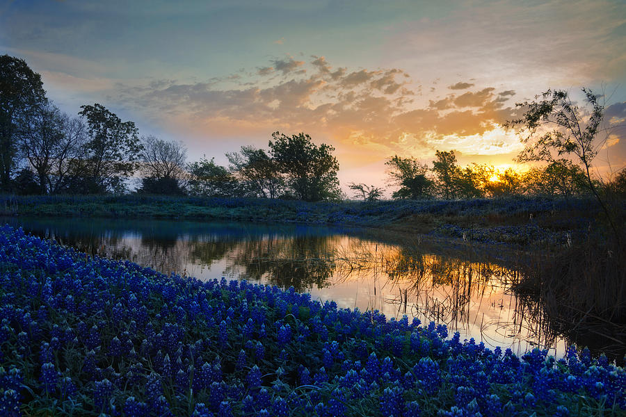 Texas Bluebonnets #1 Photograph by Mark Alder