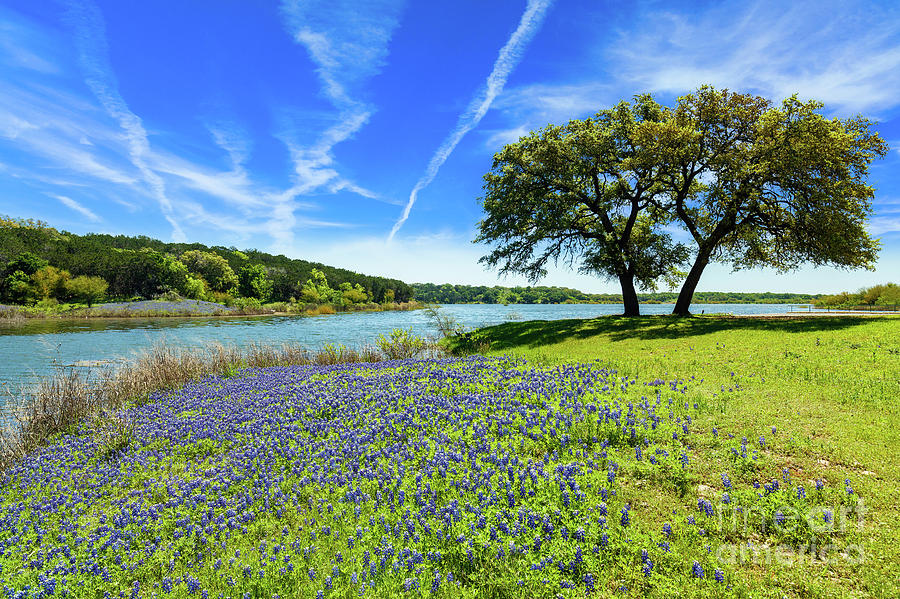 Texas Bluebonnets Photograph by Raul Rodriguez