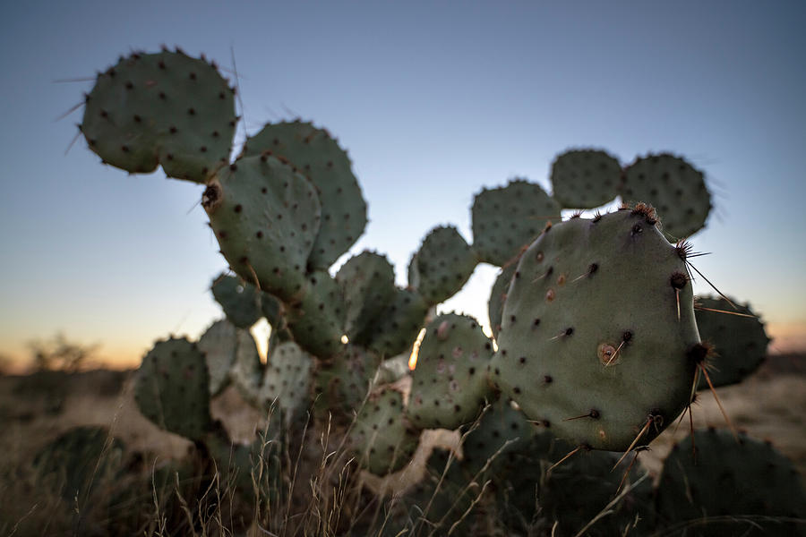 Texas Cacti #1 Photograph by Ryan Heffron