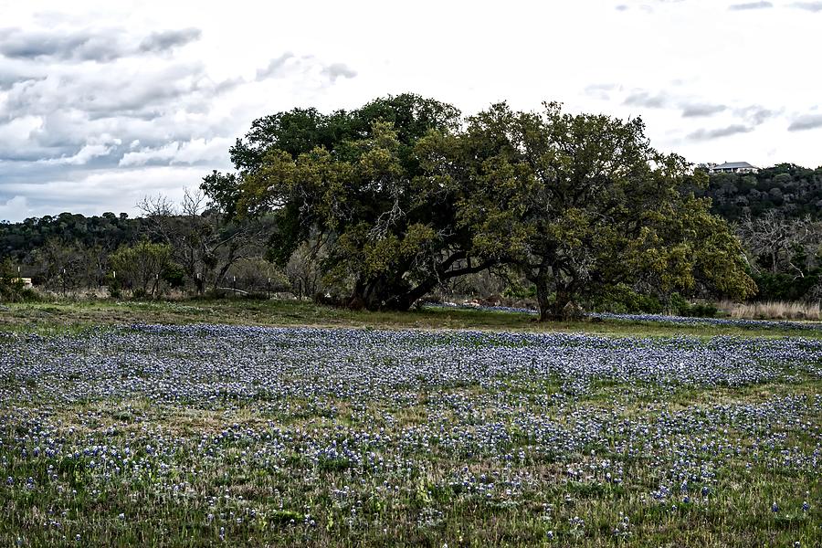Texas Hill Country Bluebonnets #1 Photograph by Mountain Dreams