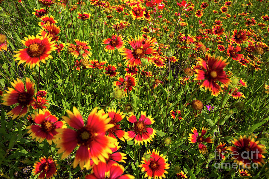 Nature Photograph - Texas Hill Country wildflowers - Indian Blanket Firewheels, Lake #1 by Dan Herron