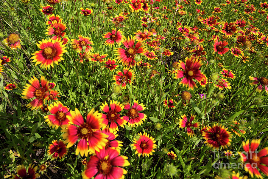 Sunflower Photograph - Texas Hill Country wildflowers Indian Blanket Firewheels Marb #1 by Dan Herron