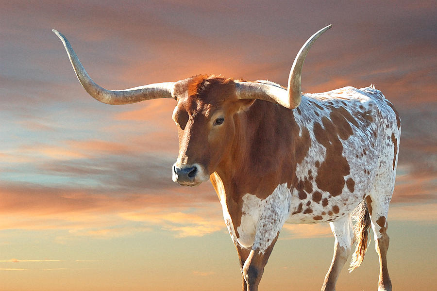 Texas Longhorn Photograph - Texas Icon #1 by Robert Anschutz