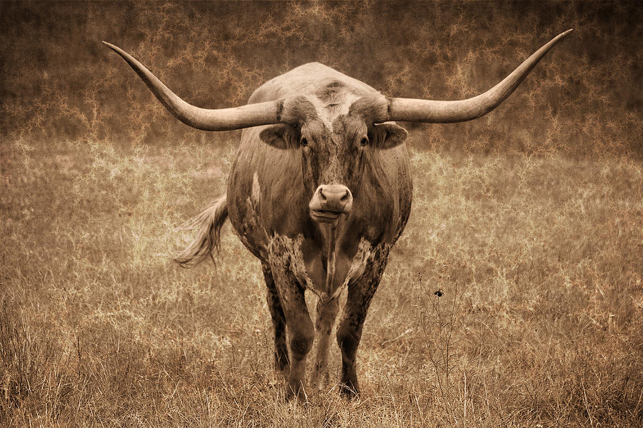 Animal Photograph - Texas Longhorn 2 #1 by Paul Huchton