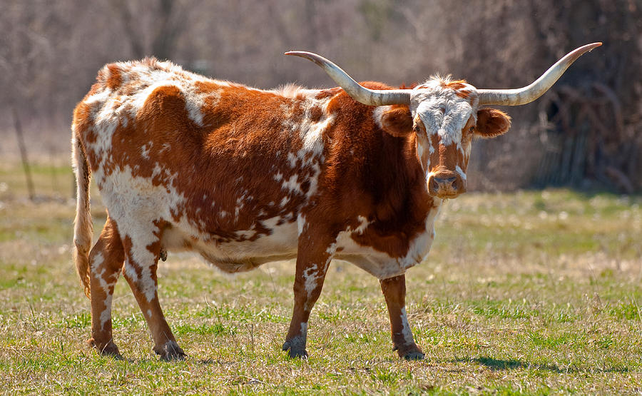 Texas Longhorn Cow Standing In Field Photograph