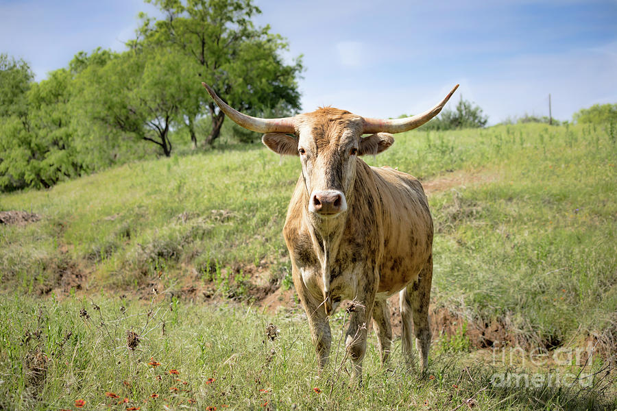 Texas Longhorn #2 Photograph by Lawrence Burry