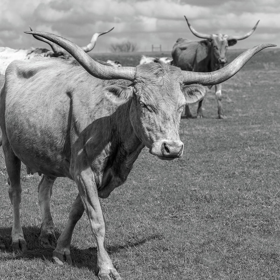 Texas Longhorns #1 Photograph by Robert Bellomy