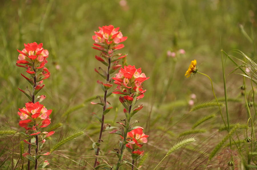 Texas Paintbrush Photograph by Frank Madia