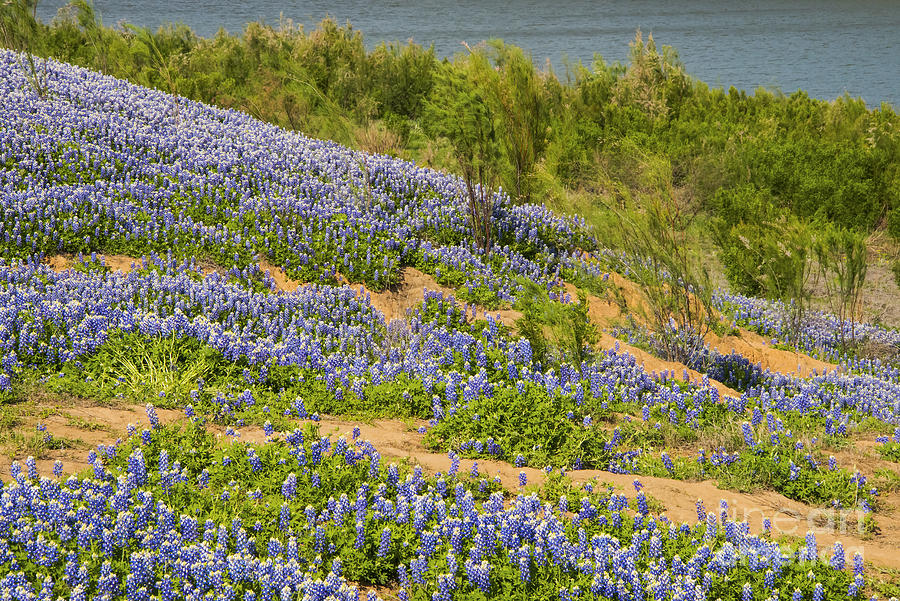 Texas Spring #2 Photograph by Bob Phillips
