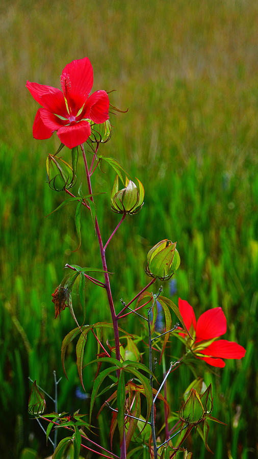 Texas Star Hibiscus #1 Photograph by Lawrence S Richardson Jr