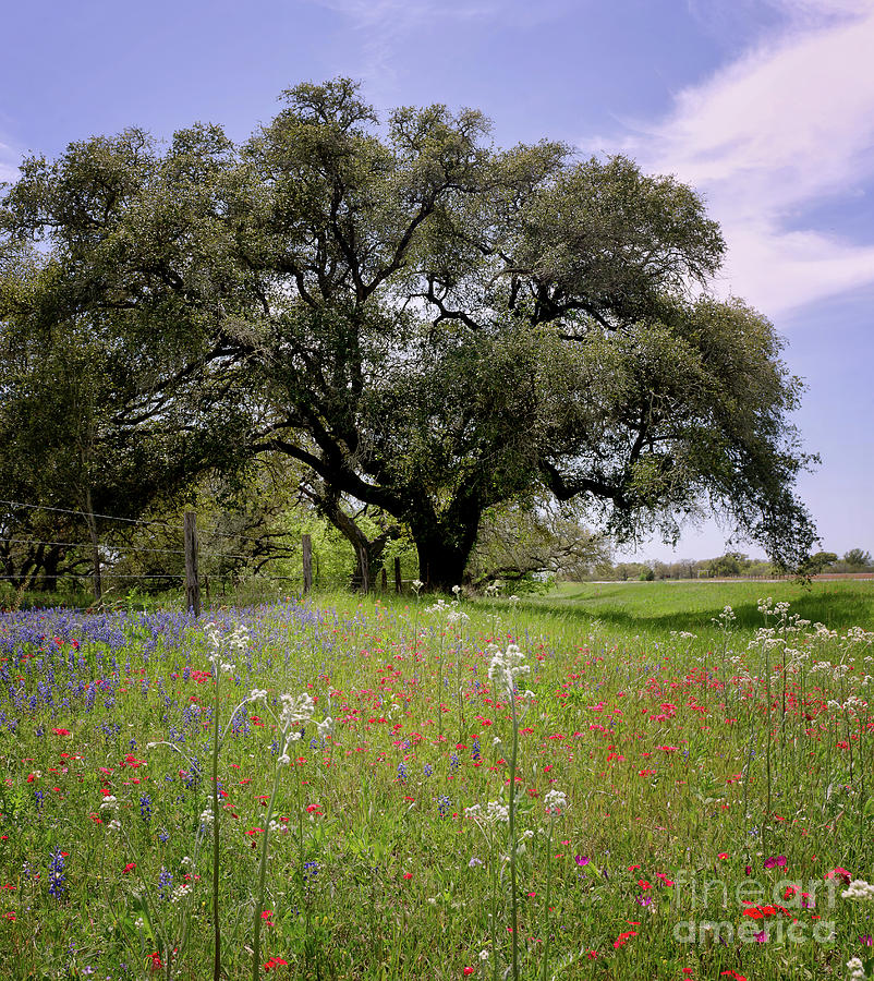 Texas Wildflowers #1 Photograph by Cathy Alba