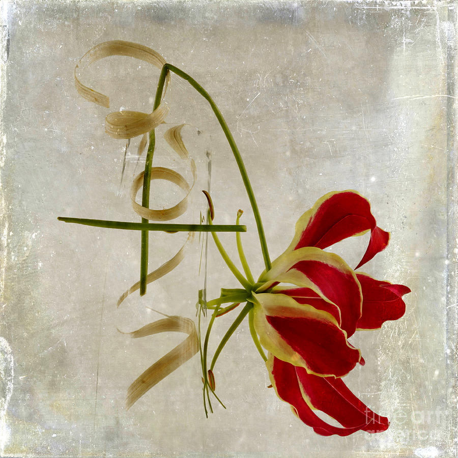 Up Movie Photograph - textured Gloriosa Lily. #1 by Bernard Jaubert