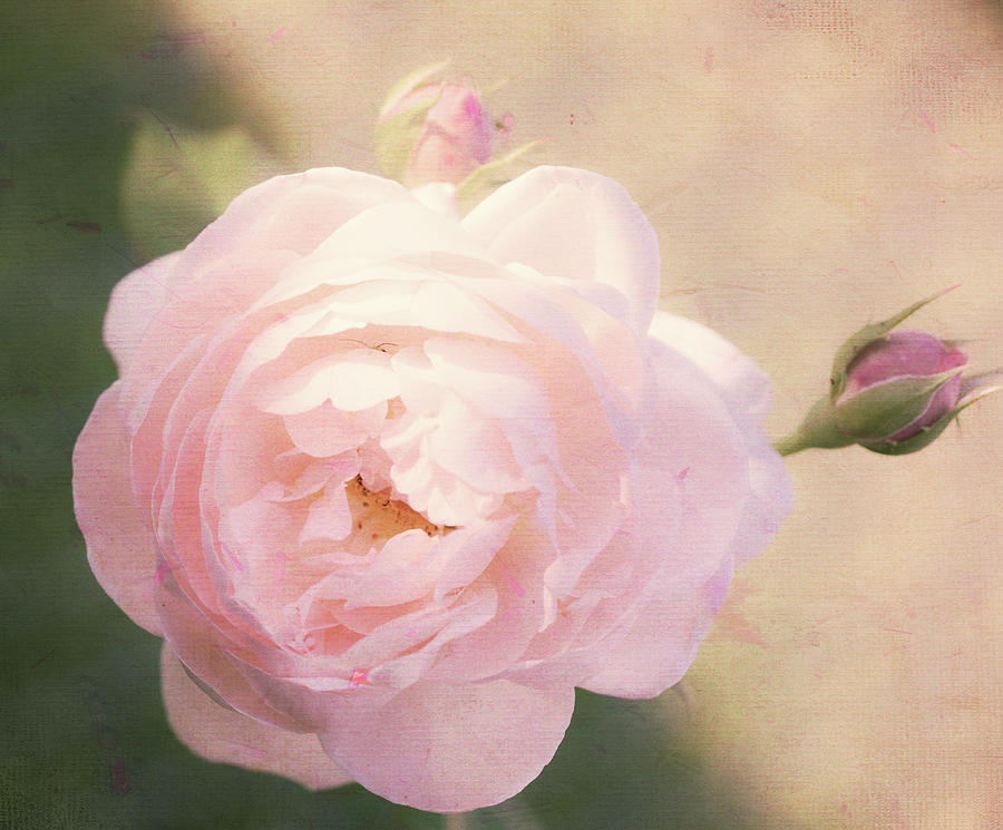 Textured Rose Photograph