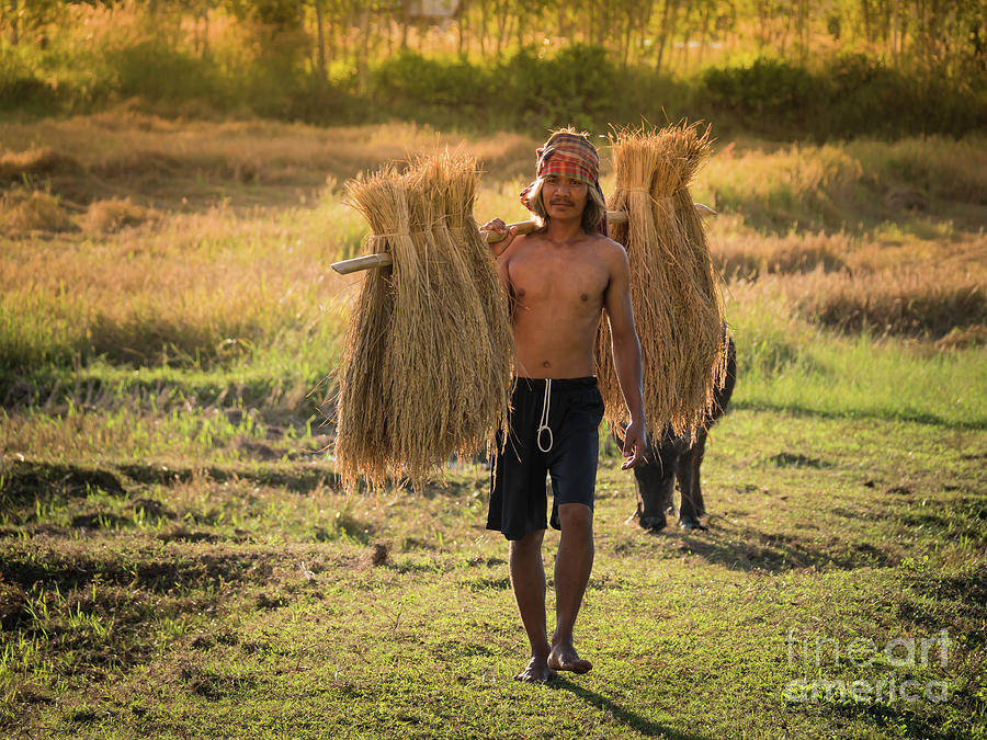 Thai farmer carrying the rice on shoulder after harvest. #1 Photograph by Tosporn Preede