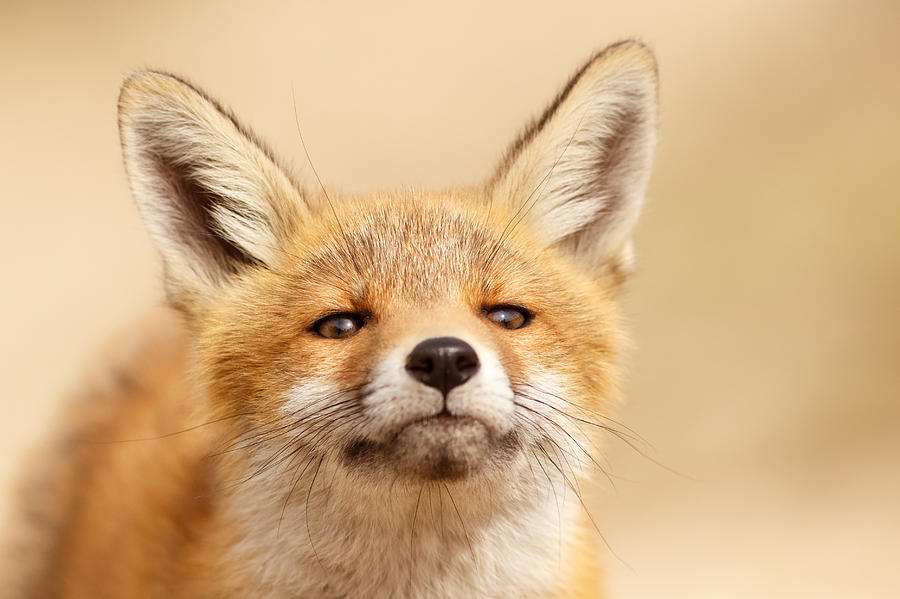 Animal Photograph - That Foxy Face #1 by Roeselien Raimond