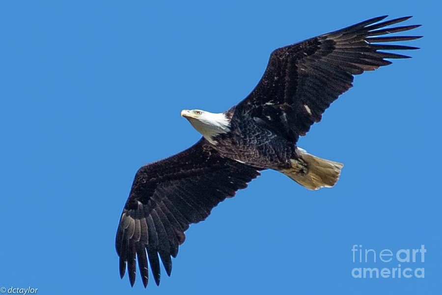 The American Bald Eagle #1 Photograph by David Taylor