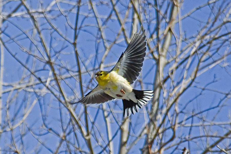 Bird Photograph - The American Goldfinch in-flight, #2 by Asbed Iskedjian