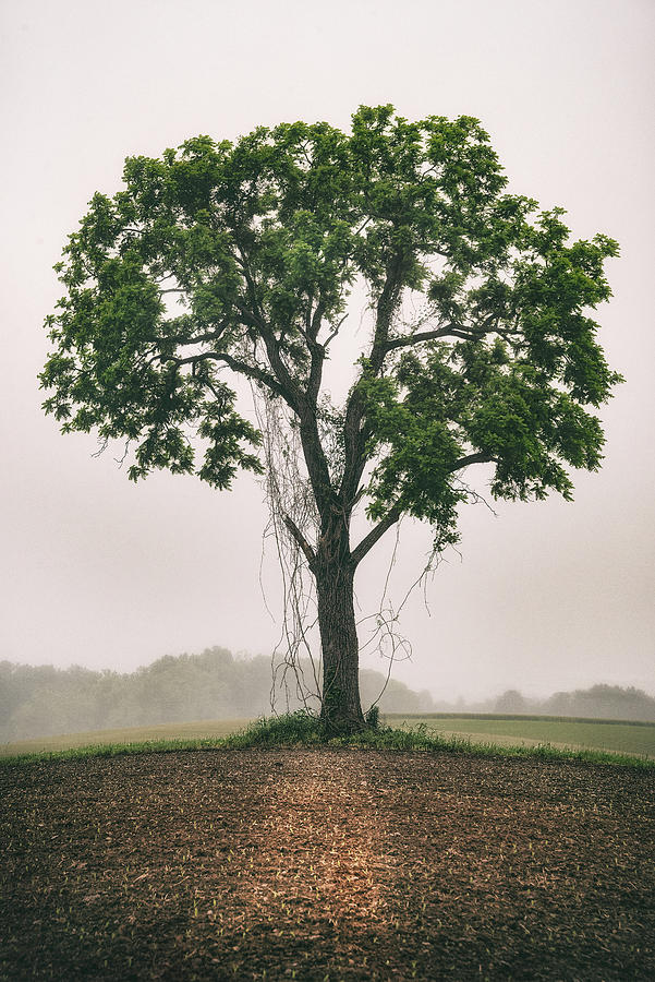The Amish Tree Photograph by Robert Fawcett