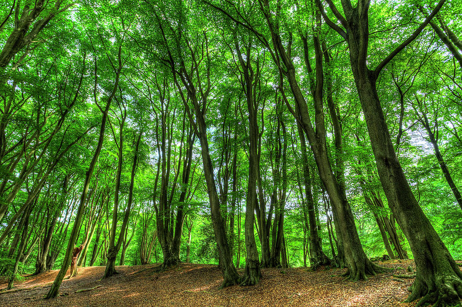 The Ancient English Forest #1 Photograph by David Pyatt