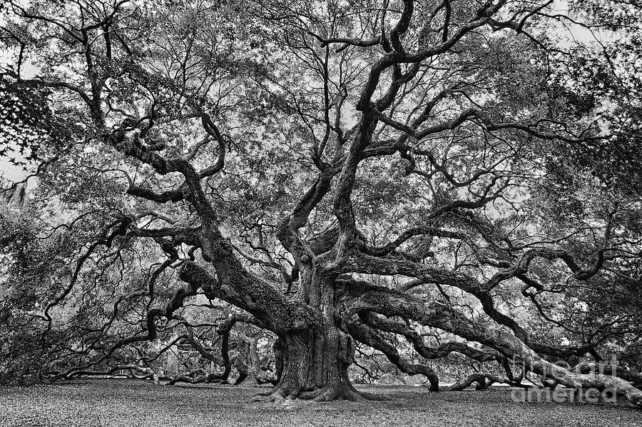 Nature Digital Art - The Angel Oak #1 by Charlotte Jennings