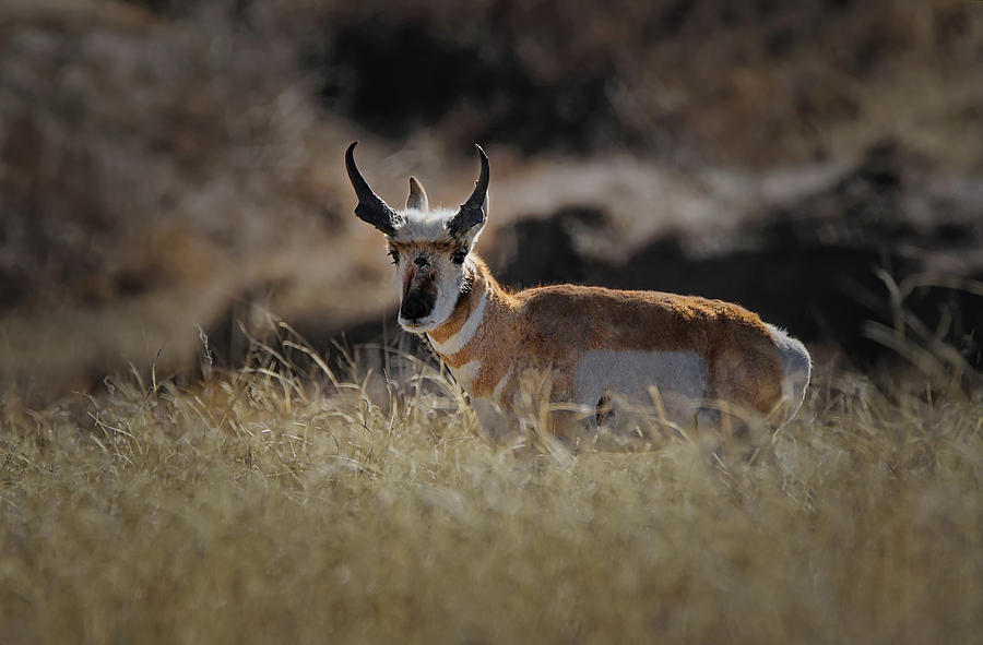 The Antelope #1 Photograph by Ernest Echols