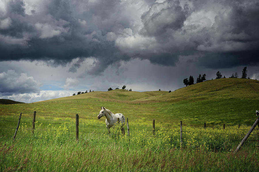 Horse Photograph - The Approaching Storm #1 by Peter Olsen