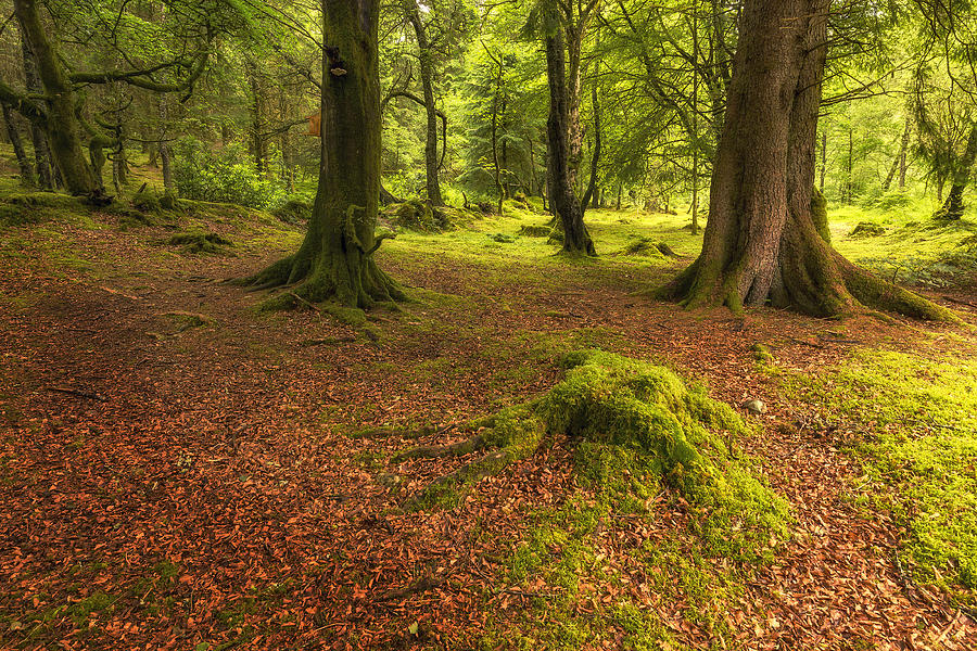 The Ardgartan Forest #2 Photograph by Len Brook