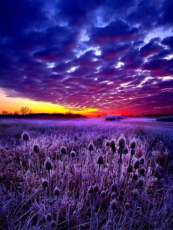The Audience #1 Photograph by Phil Koch