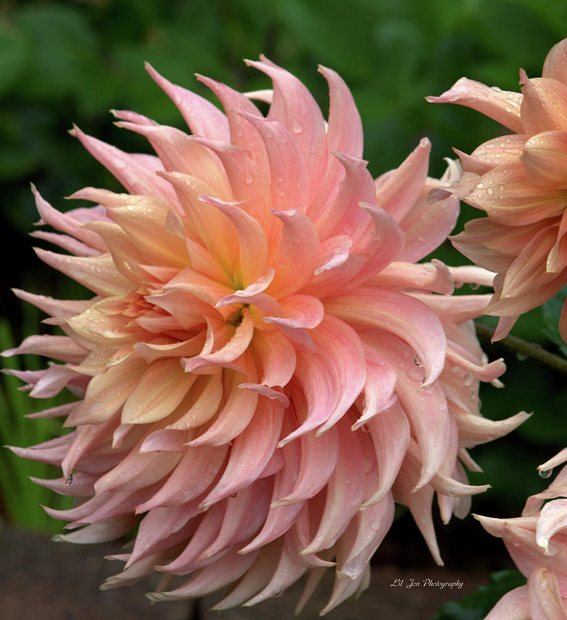 The Beautiful Dahlia #1 Photograph by Jeanette C Landstrom