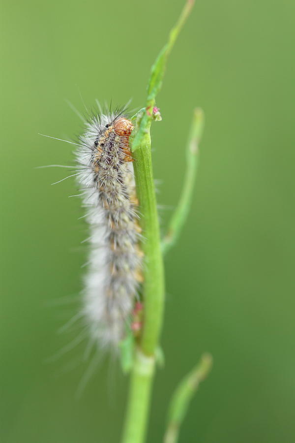 The beauty of caterpillars #3 Photograph by Natura Argazkitan