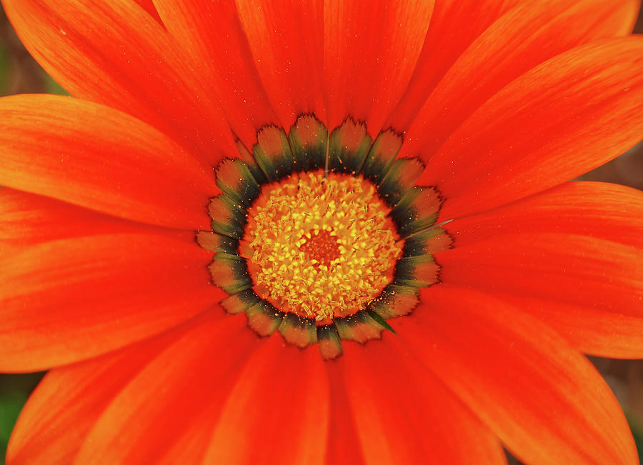 The Beauty of Orange #1 Photograph by Lori Tambakis