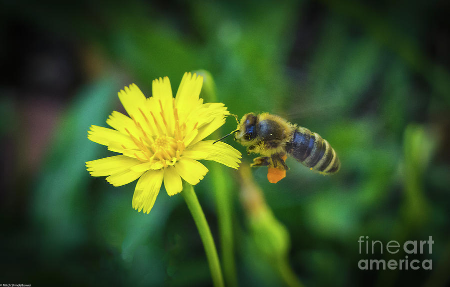 The Bee #1 Photograph by Mitch Shindelbower