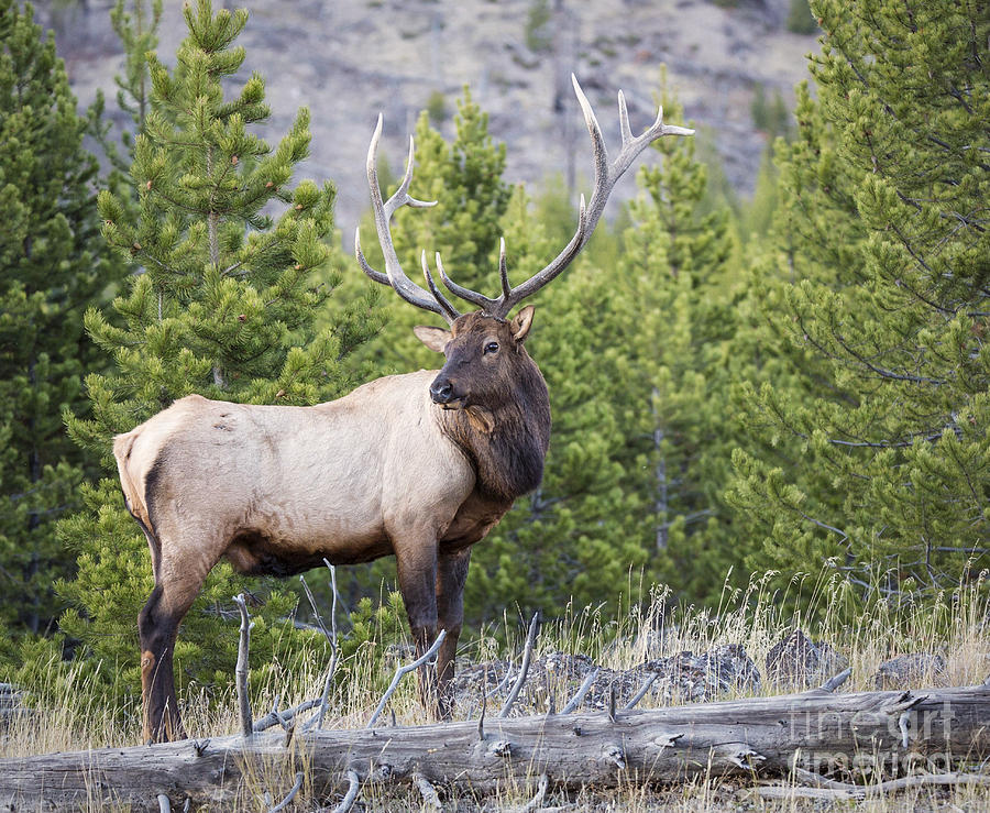 The Big Guy Photograph by Carolyn Fox - Fine Art America