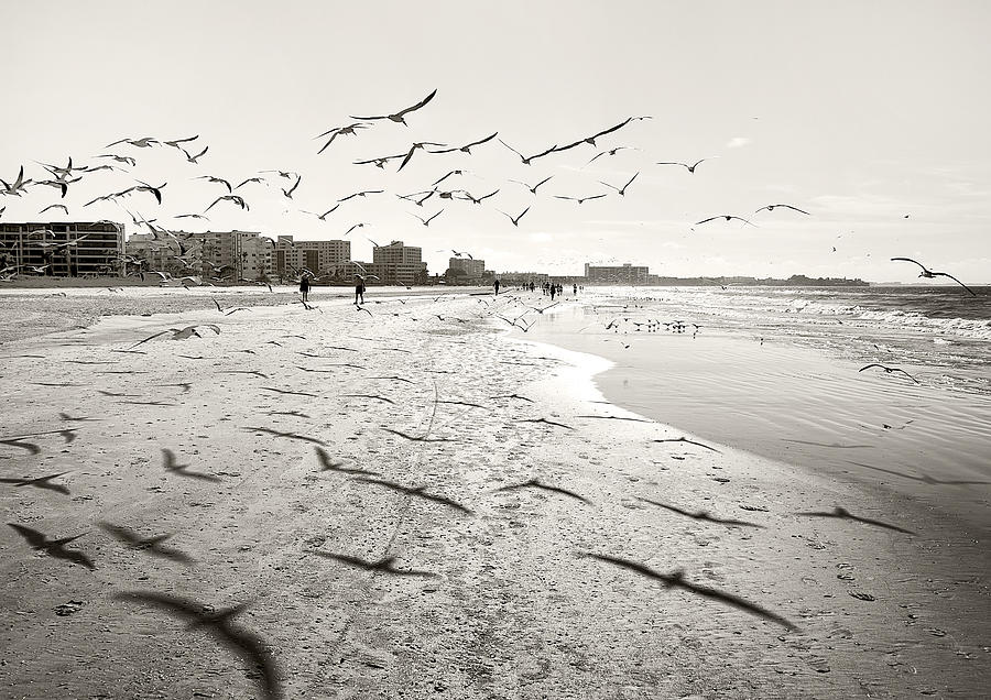 The birds #1 Photograph by Gouzel -