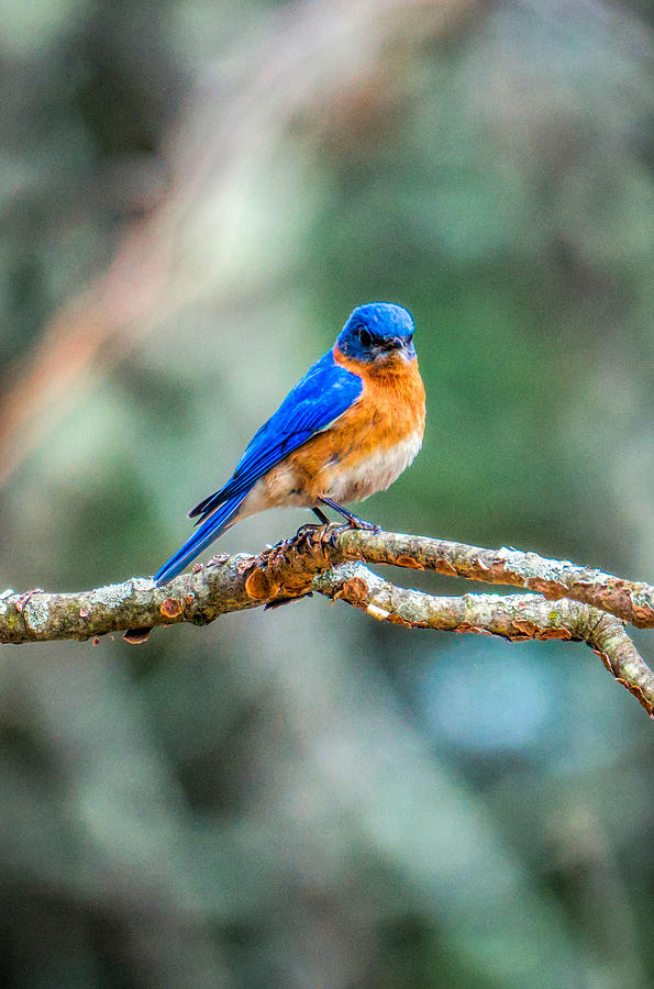 The blue bird Photograph by Lilia D