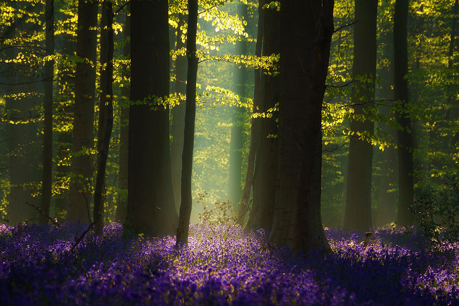 The Blue Forest #1 Photograph by Martin Podt