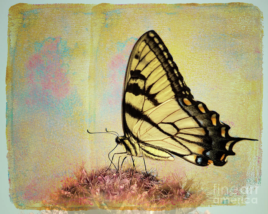 The butterfly is a flying flower Photograph by Patti Larson - Pixels