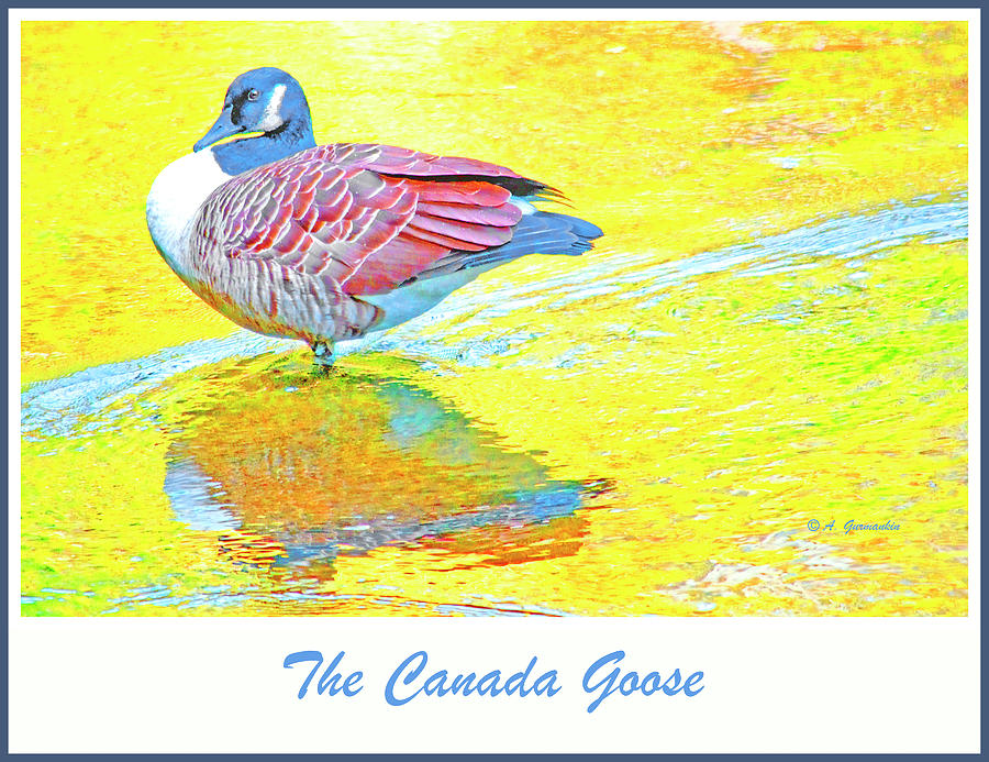 The Canada Goose in Autumn #1 Digital Art by A Macarthur Gurmankin