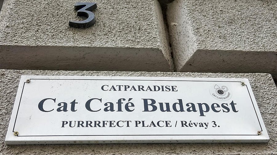 The Cat Cafe In Budapest, Hungary #2 Photograph by Rick Rosenshein
