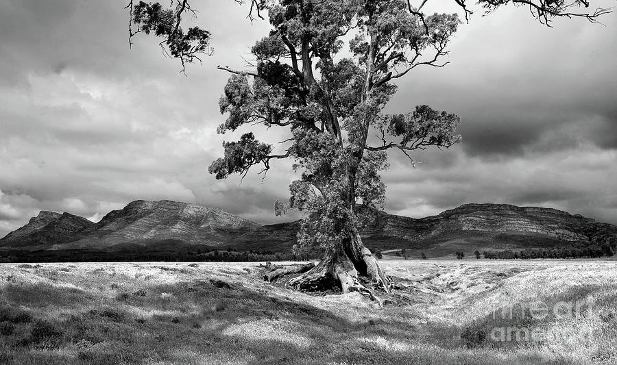 The Cazneaux Tree #1 Photograph by Bill Robinson